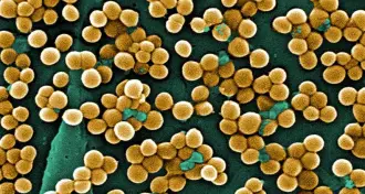 methicillin-resistant Staphylococcus aureus