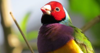 Gouldian finch