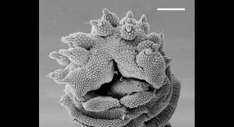 slime tube opening in velvet worm