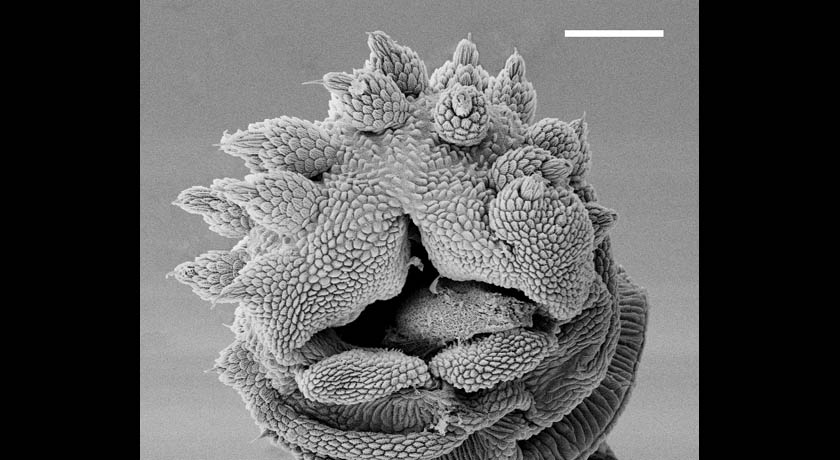 slime tube opening in velvet worm