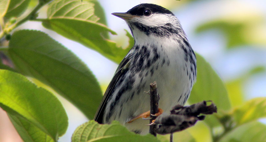 Blackpoll warbler