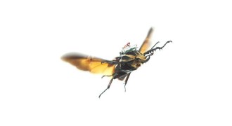 cyborg beetle