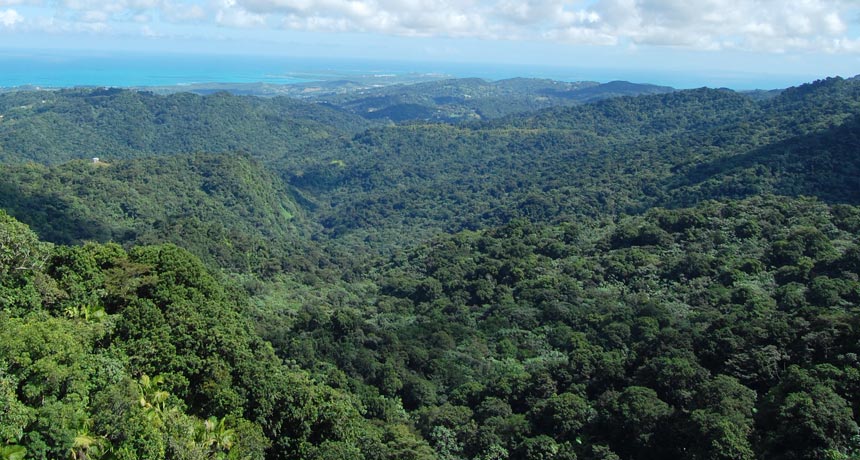El Yunque National Forest, Puerto Rico