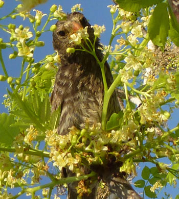 small ground finch (Geospiza fuliginosa)