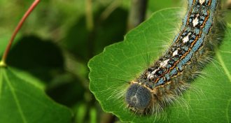 forest tent caterpillar