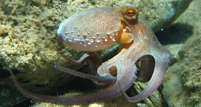 Octopuses move with uncoordinated arms