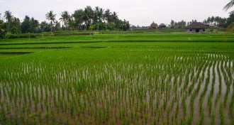 a field of rice