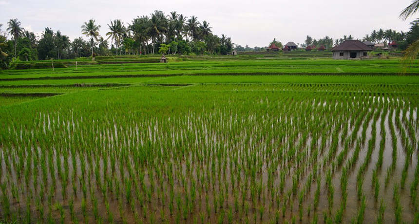 a field of rice
