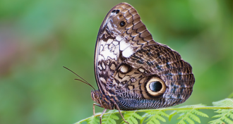 Owl Butterfly