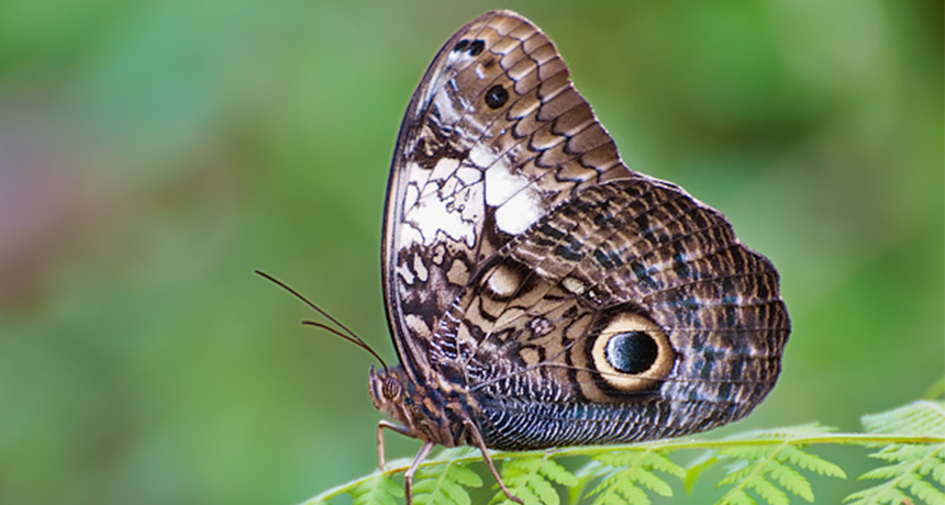 Owl Butterfly