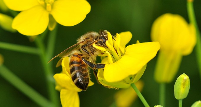 Honeybee on oilseed rape flower