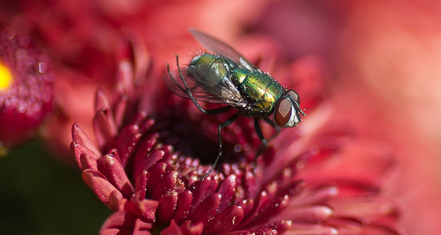 a greenbottle fly