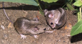 Mound-building Mice