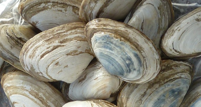 Soft-shell clams