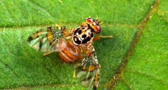 Mediterranean fruit fly