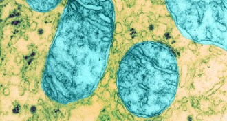 Mitochondria