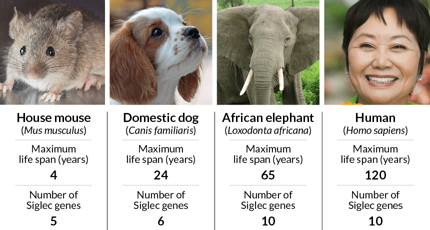 Siglec genes