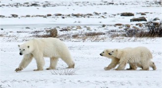 polar bear with cubs