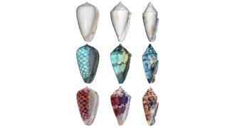 Seashell Fossils
