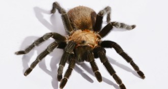 Texas Brown tarantula