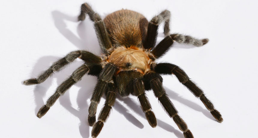 Texas Brown tarantula