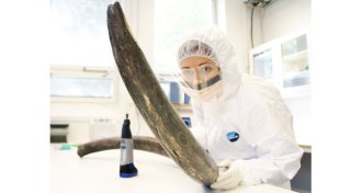 scientist with woolly mammoth tusk