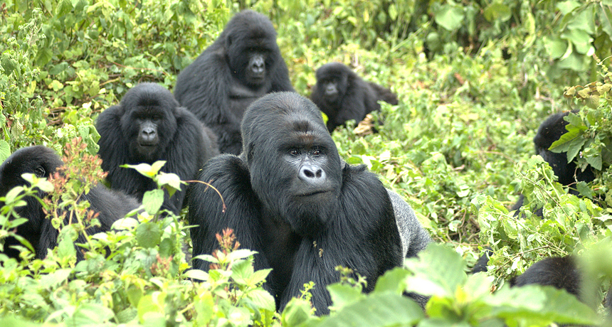 family of mountain gorillas