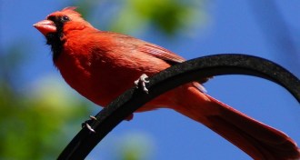 cardinal