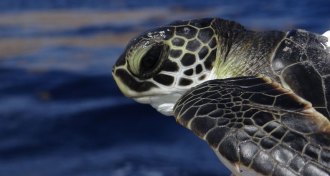 baby green sea turtle