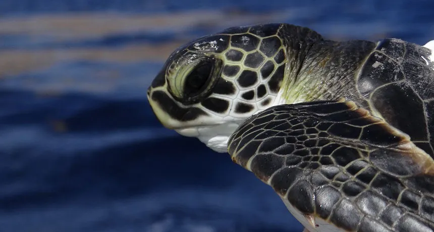baby green sea turtle