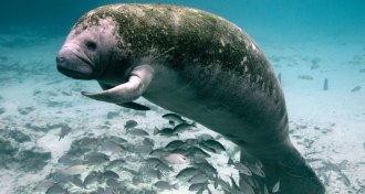manatee