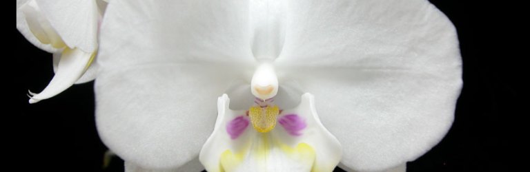 Phalaenopsis orchid