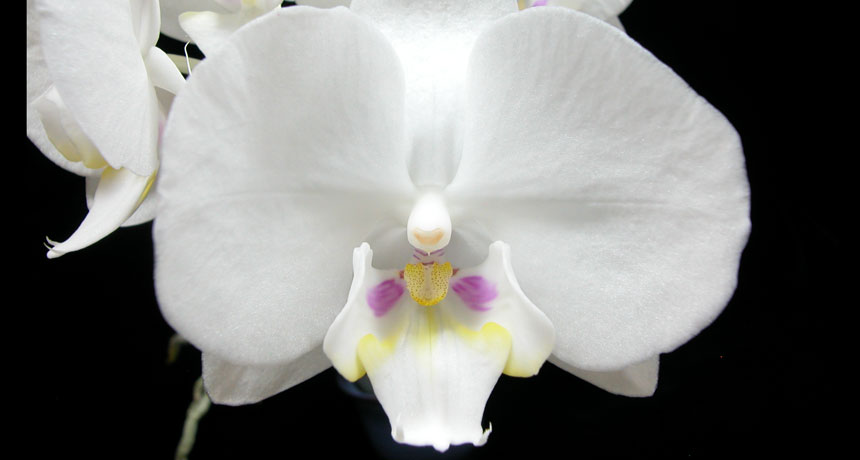 Phalaenopsis orchid