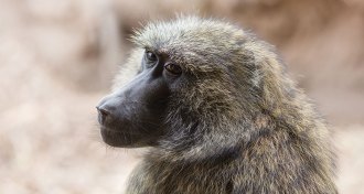monkey portrait