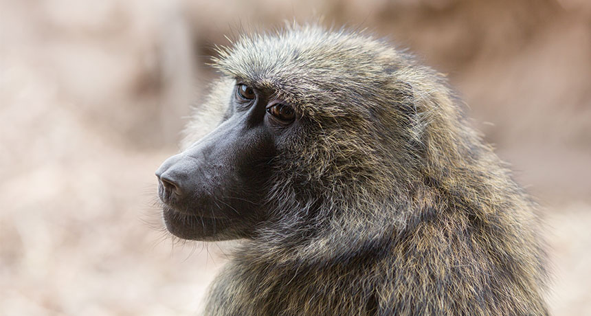 monkey portrait