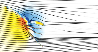 computer simulation of flying male beetle