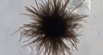 Sea sawdust cyanobacterium