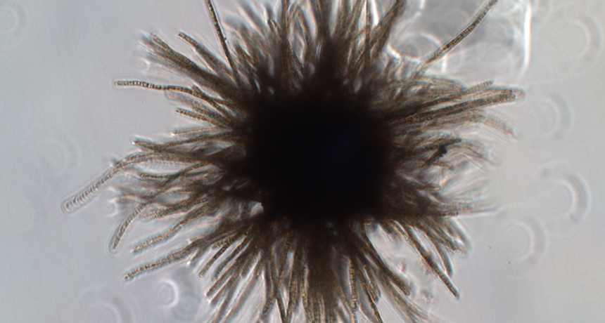 Sea sawdust cyanobacterium