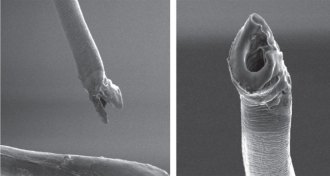 seed bug penis and tip