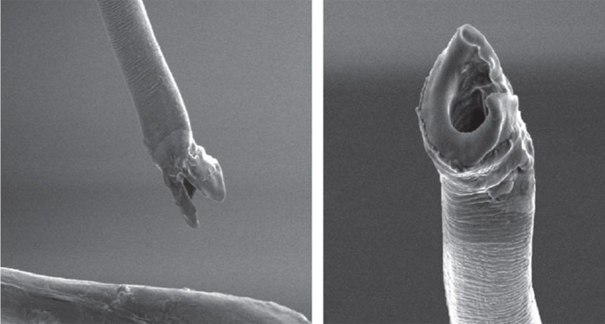 seed bug penis and tip