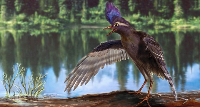 ancient species of wading bird