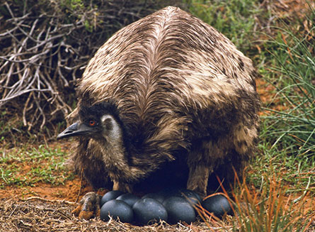 emu on nest