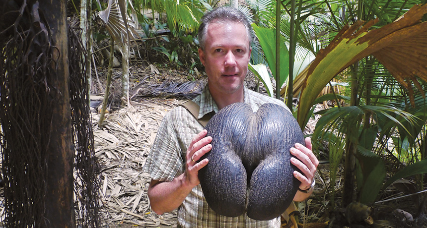 man holding coco-de-mer nut