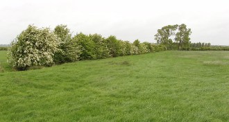 hawthorn hedge row