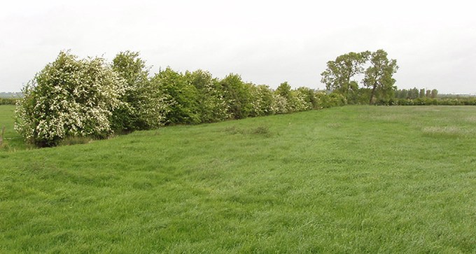 hawthorn hedge row
