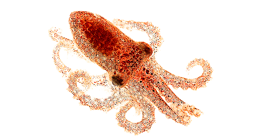 California two-spot octopus
