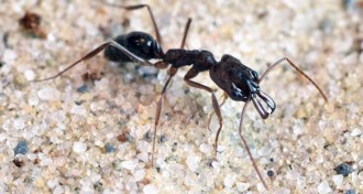 trap-jaw ant