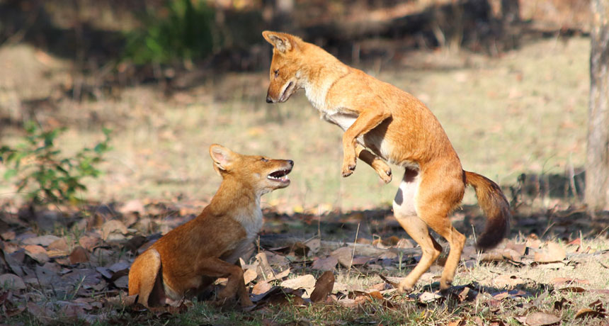two dholes fighting