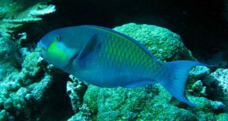 parrotfish
