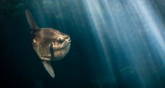 sunfish